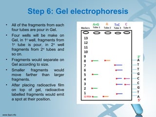 Maxam-Gilbert method of DNA sequencing | PPT