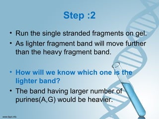 Step :2
• Run the single stranded fragments on gel.
• As lighter fragment band will move further
than the heavy fragment band.
• How will we know which one is the
lighter band?
• The band having larger number of
purines(A,G) would be heavier.
 