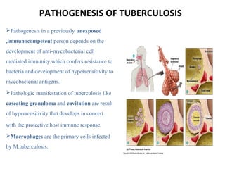 PATHOGENESIS OF TUBERCULOSIS
Pathogenesis in a previously unexposed
,immunocompetent person depends on the
development of anti-mycobacterial cell
mediated immunity,which confers resistance to
bacteria and development of hypersensitivity to
mycobacterial antigens.
Pathologic manifestation of tuberculosis like
caseating granuloma and cavitation are result
of hypersensitivity that develops in concert
with the protective host immune response.
Macrophages are the primary cells infected
by M.tuberculosis.
 