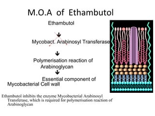 M.O.A of Ethambutol
Ethambutol

Mycobact. Arabinosyl Transferase

Polymerisation reaction of
Arabinoglycan

Essential component of
Mycobacterial Cell wall
Ethambutol inhibits the enzyme Mycobacterial Arabinosyl
Transferase, which is required for polymerisation reaction of
Arabinoglycan
 