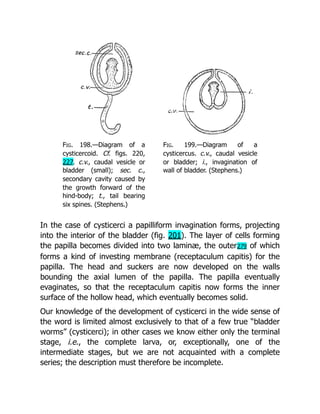 Deep Tissue Massage A Visual Guide To Techniques Rev Ed Art Riggs | PDF