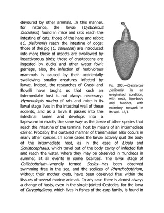 Deep Tissue Massage A Visual Guide To Techniques Rev Ed Art Riggs | PDF