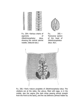 Deep Tissue Massage A Visual Guide To Techniques Rev Ed Art Riggs | PDF