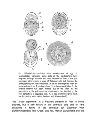 Deep Tissue Massage A Visual Guide To Techniques Rev Ed Art Riggs | PDF