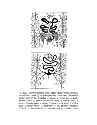 Deep Tissue Massage A Visual Guide To Techniques Rev Ed Art Riggs | PDF