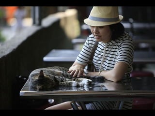 598 - Cats in Taiwan
