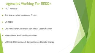 Agencies Working For REDD+
 FAO – Forestry
 The New York Declaration on Forests
 UN-REDD
 United Nations Convention to Combat Desertification
 International Maritime Organization
 UNFCCC: UN Framework Convention on Climate Change
 