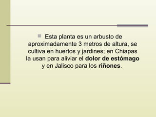  Esta planta es un arbusto de

aproximadamente 3 metros de altura, se
cultiva en huertos y jardines; en Chiapas
la usan para aliviar el dolor de estómago
y en Jalisco para los riñones.

 