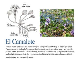 Habita en los camalotales, en los arroyos y lagunas del Delta y la ribera platense.
Florece durante todo el año, pero más abundantemente en primavera y verano. Se
cultiva como ornamental en estanques, acuarios, invernáculos y lagunas artificiales,
multiplicándose por división vegetativa, también se la utiliza para la remoción de
nutrientes en los cuerpos de agua.
 