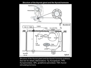 Structure of the thyroid gland and the thyroid hormone synthesis. (Dissertation Thesis)