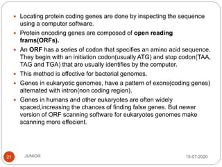 15-07-2020JUNIOR21
 Locating protein coding genes are done by inspecting the sequence
using a computer software.
 Protein encoding genes are composed of open reading
frams(ORFs).
 An ORF has a series of codon that specifies an amino acid sequence.
They begin with an initiation codon(usually ATG) and stop codon(TAA,
TAG and TGA) that are usually identifies by the computer.
 This method is effective for bacterial genomes.
 Genes in eukaryotic genomes, have a pattern of exons(coding genes)
alternated with intron(non coding region).
 Genes in humans and other eukaryotes are often widely
spaced,increasing the chances of finding false genes. But newer
version of ORF scanning software for eukaryotes genomes make
scanning more effecient.
 