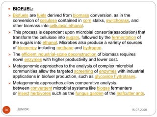15-07-2020JUNIOR30
 BIOFUEL:
 Biofuels are fuels derived from biomass conversion, as in the
conversion of cellulose contained in corn stalks, switchgrass, and
other biomass into cellulosic ethanol.
 This process is dependent upon microbial consortia(association) that
transform the cellulose into sugars, followed by the fermentation of
the sugars into ethanol. Microbes also produce a variety of sources
of bioenergy including methane and hydrogen.
 The efficient industrial-scale deconstruction of biomass requires
novel enzymes with higher productivity and lower cost.
 Metagenomic approaches to the analysis of complex microbial
communities allow the targeted screening of enzymes with industrial
applications in biofuel production, such as glycoside hydrolases.
 Metagenomic approaches allow comparative analysis
between convergent microbial systems like biogas fermenters
or insect herbivores such as the fungus garden of the leafcutter ants.
 