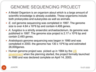 GENOME SEQUENCING PROJECT
15-07-2020JUNIOR36
 A Model Organism is an organism about which is a large amount of
scientific knowledge is already available. These organisms include
both prokaryotes and eukaryotes as well as animals.
 E. coli genome sequencing was completed in 1997. The genome
size is over 4.64 x 10^6 bp and contain 4,408 genes.
 A. fungidus is a strictly anaerobic archaebacterium, its genome was
published in 1997. The genome size project is 2.17 x 10^6 bp and
contain 2,493 genes.
 Arabidopsis genome sequencing was began in 1990 and was
completed in 2000. the genome has 130 x 10^6 bp and estimated
26,000genes.
 Human genome project was picked up in 1984 by the US
government when the planning started, the project formally launched
in 1990 and was declared complete on April 14, 2003.
 