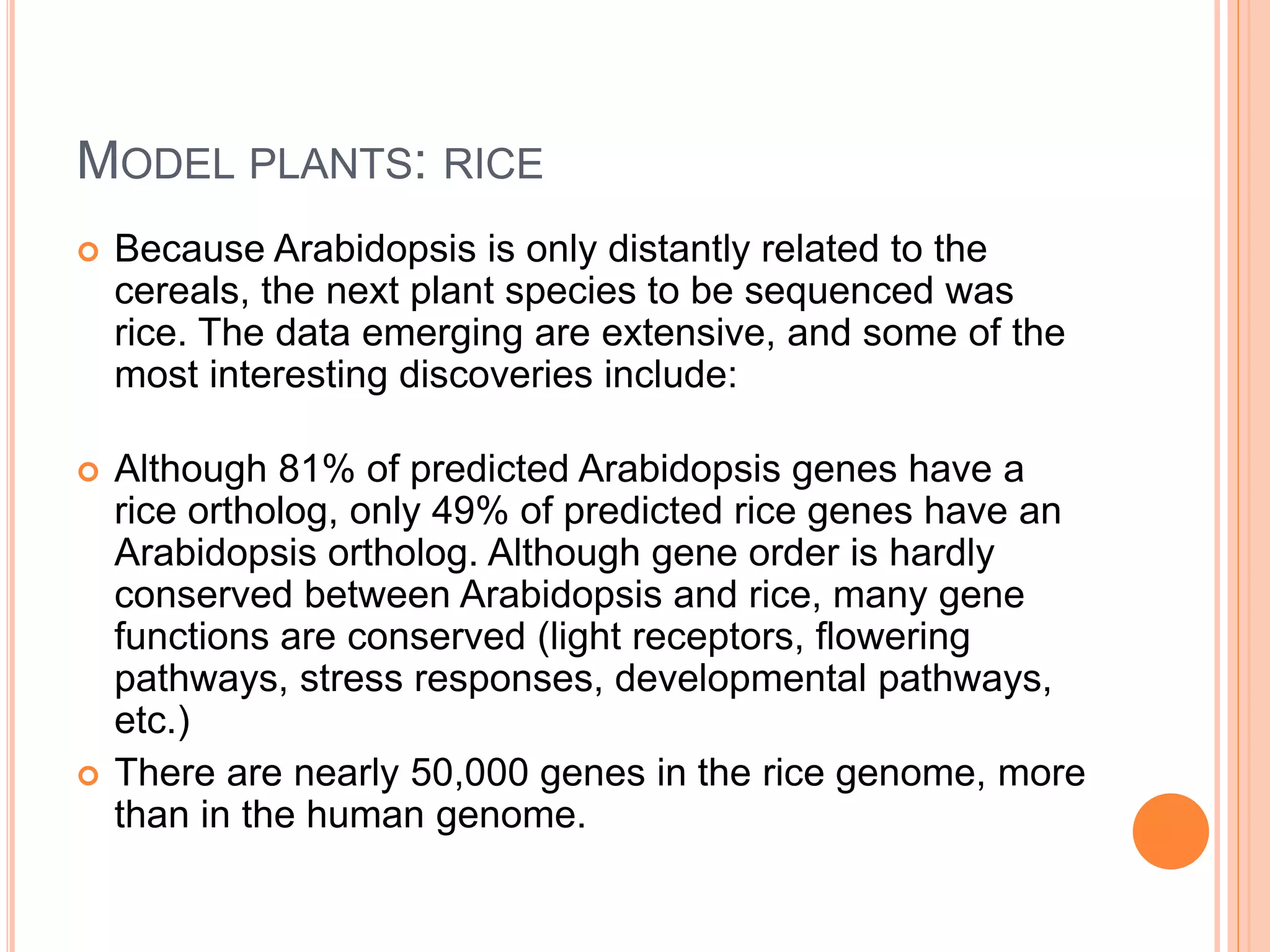 MODEL PLANTS: RICE
 Because Arabidopsis is only distantly related to the
cereals, the next plant species to be sequenced was
rice. The data emerging are extensive, and some of the
most interesting discoveries include:
 Although 81% of predicted Arabidopsis genes have a
rice ortholog, only 49% of predicted rice genes have an
Arabidopsis ortholog. Although gene order is hardly
conserved between Arabidopsis and rice, many gene
functions are conserved (light receptors, flowering
pathways, stress responses, developmental pathways,
etc.)
 There are nearly 50,000 genes in the rice genome, more
than in the human genome.
 