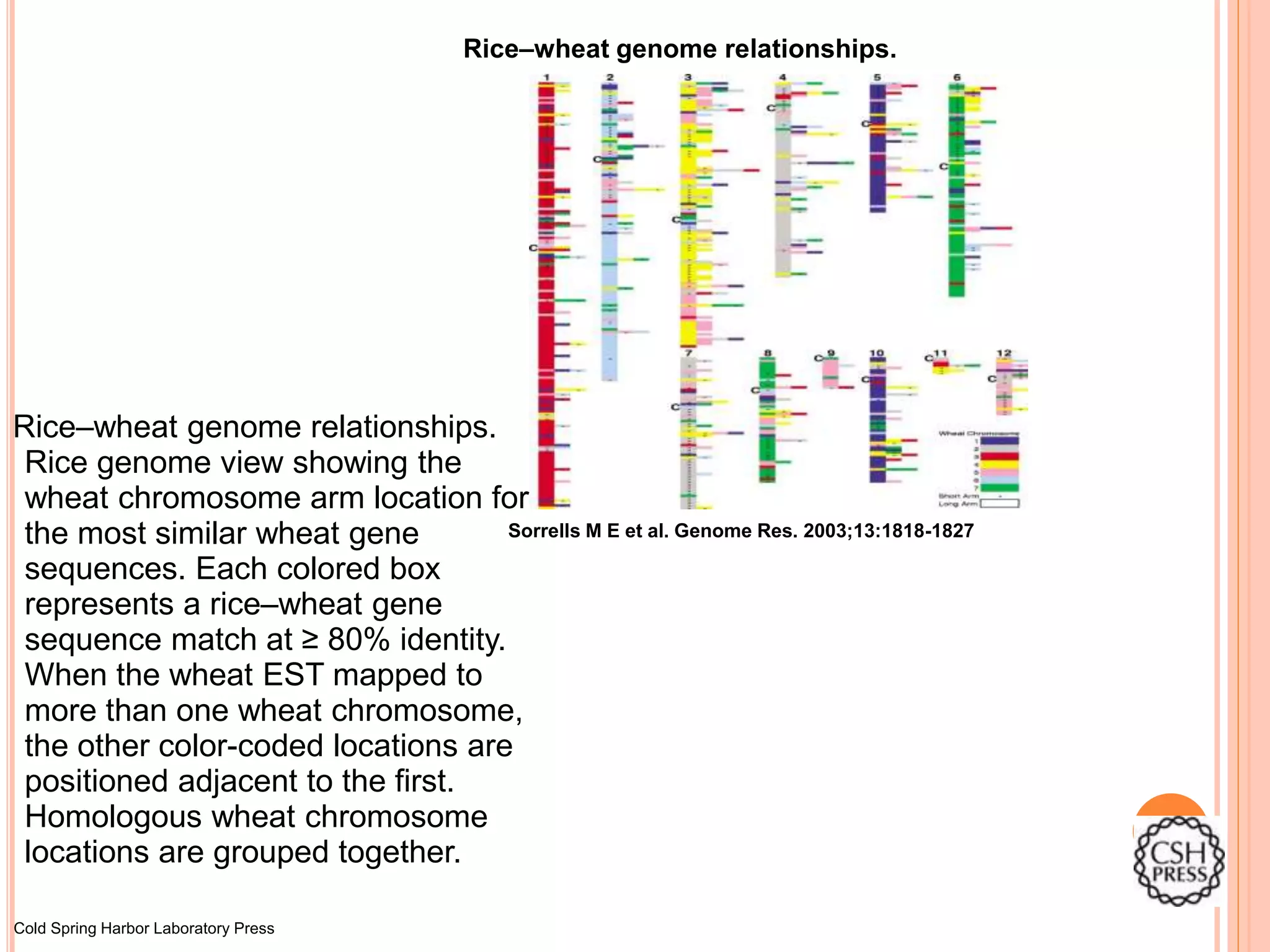 Rice–wheat genome relationships.
Sorrells M E et al. Genome Res. 2003;13:1818-1827
Cold Spring Harbor Laboratory Press
Rice–wheat genome relationships.
Rice genome view showing the
wheat chromosome arm location for
the most similar wheat gene
sequences. Each colored box
represents a rice–wheat gene
sequence match at ≥ 80% identity.
When the wheat EST mapped to
more than one wheat chromosome,
the other color-coded locations are
positioned adjacent to the first.
Homologous wheat chromosome
locations are grouped together.
 