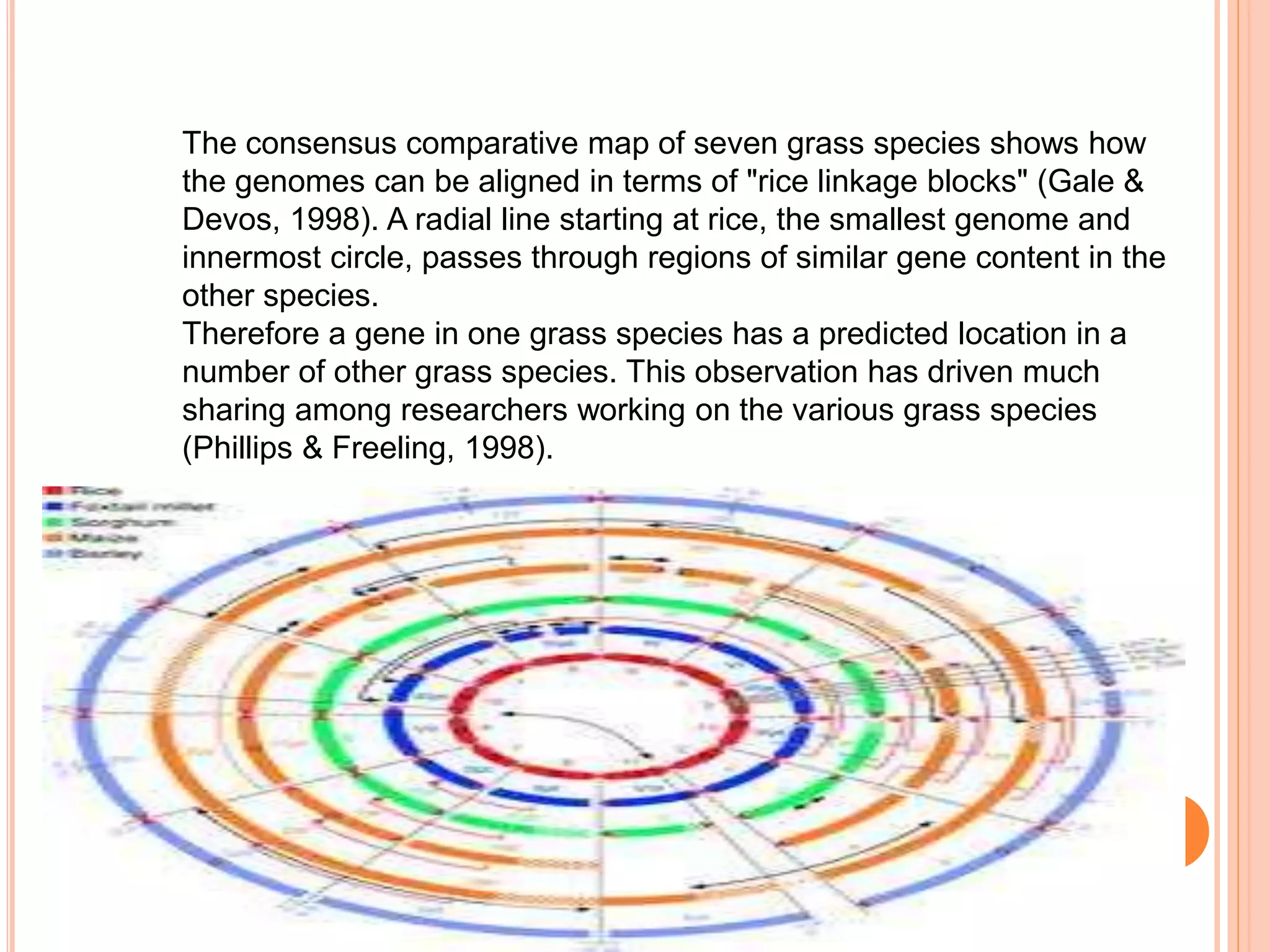 The consensus comparative map of seven grass species shows how
the genomes can be aligned in terms of "rice linkage blocks" (Gale &
Devos, 1998). A radial line starting at rice, the smallest genome and
innermost circle, passes through regions of similar gene content in the
other species.
Therefore a gene in one grass species has a predicted location in a
number of other grass species. This observation has driven much
sharing among researchers working on the various grass species
(Phillips & Freeling, 1998).
 