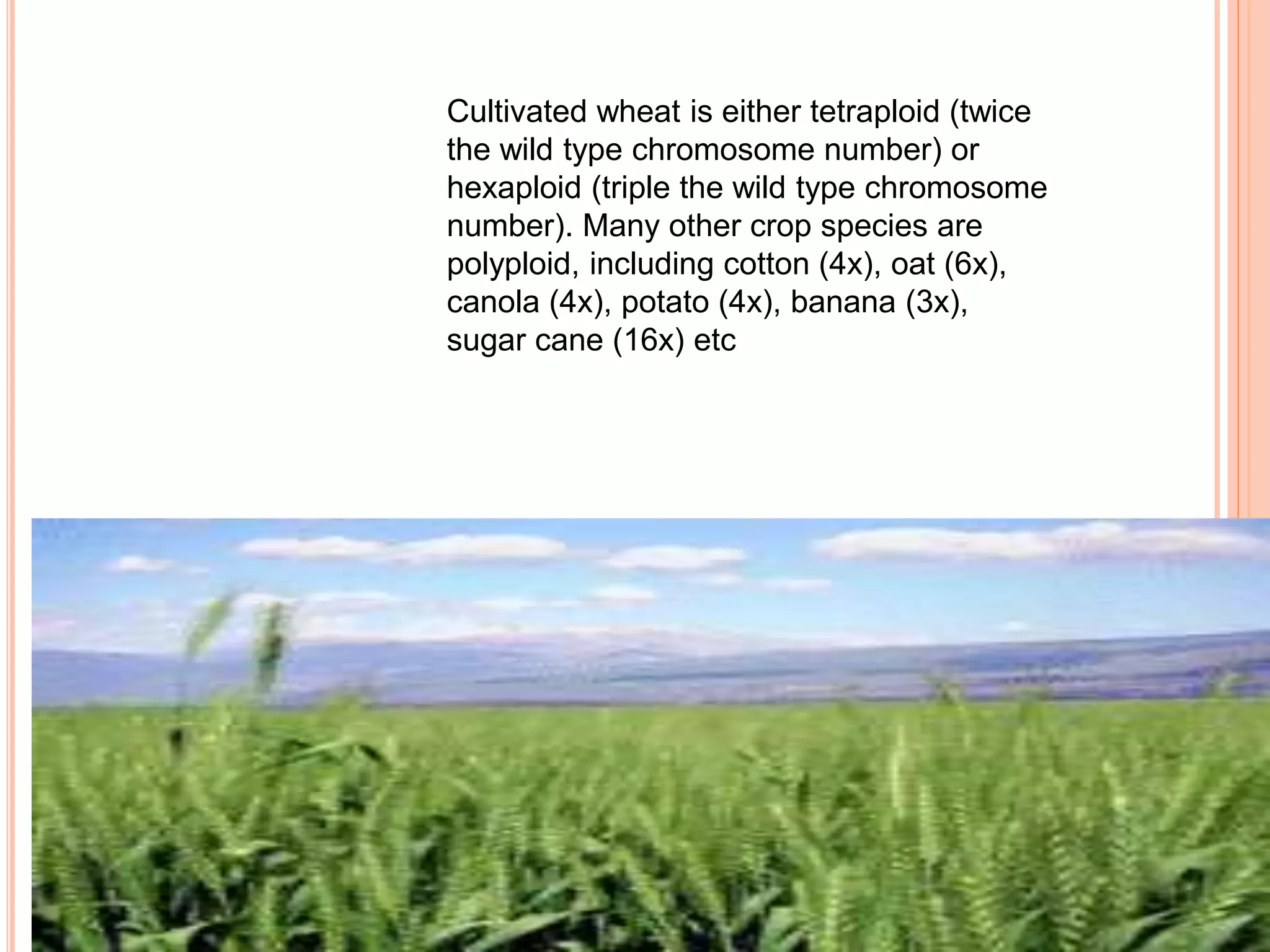 Cultivated wheat is either tetraploid (twice
the wild type chromosome number) or
hexaploid (triple the wild type chromosome
number). Many other crop species are
polyploid, including cotton (4x), oat (6x),
canola (4x), potato (4x), banana (3x),
sugar cane (16x) etc
 