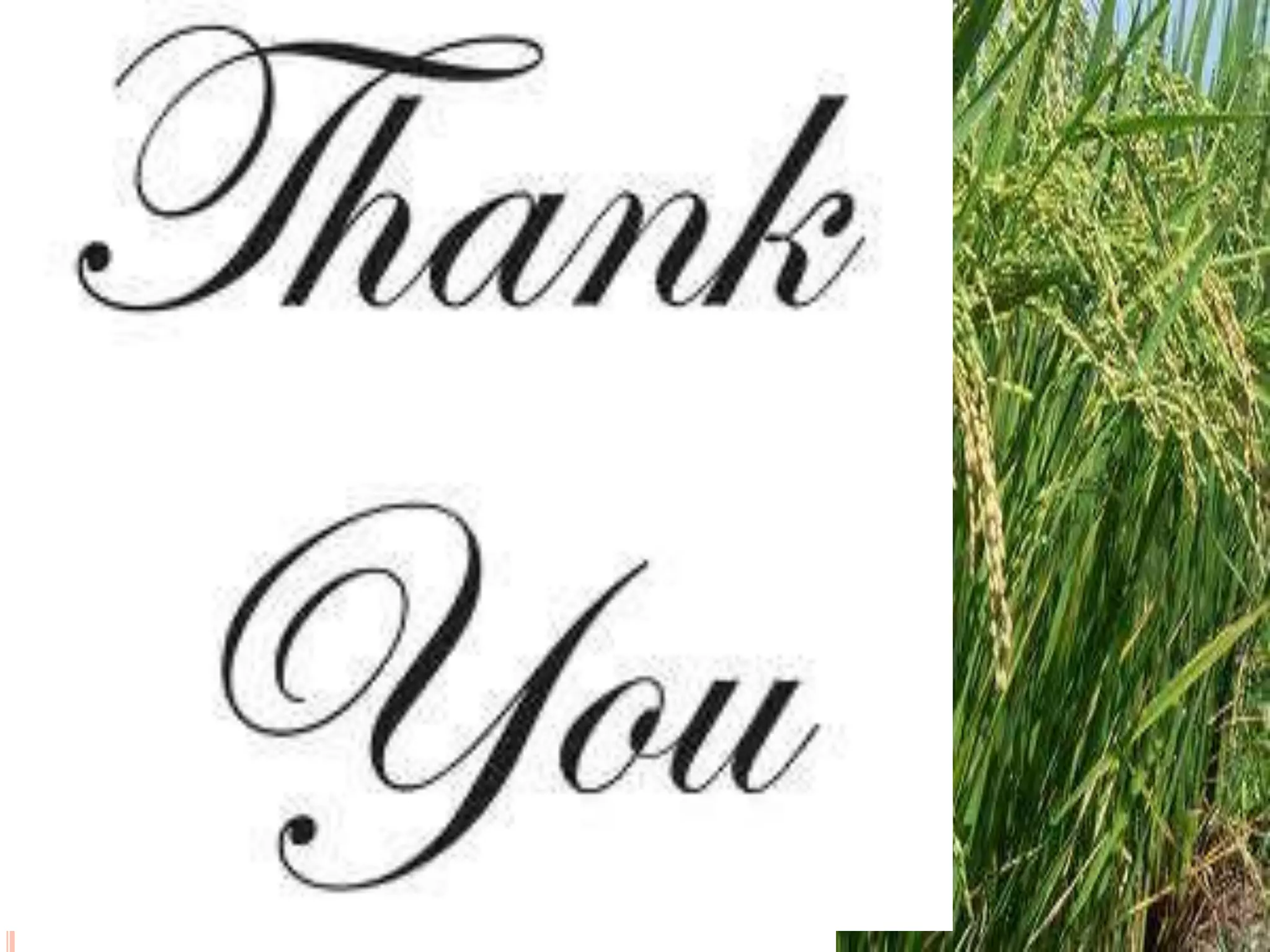 What is comparative genomics