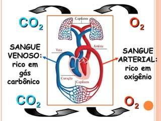 OO22
SANGUESANGUE
VENOSO:VENOSO:
rico emrico em
gásgás
carbônicocarbônico
SANGUESANGUE
ARTERIAL:ARTERIAL:
rico emrico em
oxigêniooxigênio
COCO22 OO22
COCO22
 