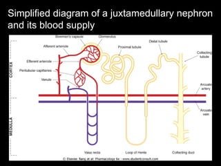 5a.diuretics