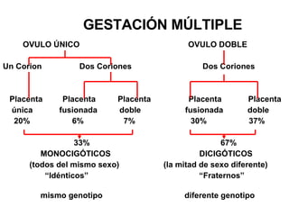 GESTACIÓN MÚLTIPLE OVULO ÚNICO  OVULO DOBLE  Un Corion  Dos Coriones  Dos Coriones Placenta  Placenta  Placenta  Placenta  Placenta única  fusionada  doble  fusionada  doble 20%  6%  7%  30%  37% 33%  67% MONOCIGÓTICOS  DICIGÓTICOS  (todos del mismo sexo)  (la mitad de sexo diferente) “ Idénticos”  “Fraternos”  mismo genotipo  diferente genotipo 