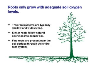 Sinker Roots Tree 5a Planting | PPT