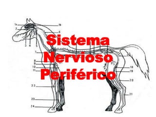 Sistema
Nervioso
Periférico
 