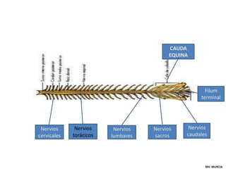 Médula Espinal Cauda Equina
                                          CAUDA
                                          EQUINA




                                                      Filum
                                                    terminal




 Nervios      Nervios     Nervios   Nervios     Nervios
cervicales   torácicos   lumbares   sacros     caudales




                                                      MV. MURCIA
 