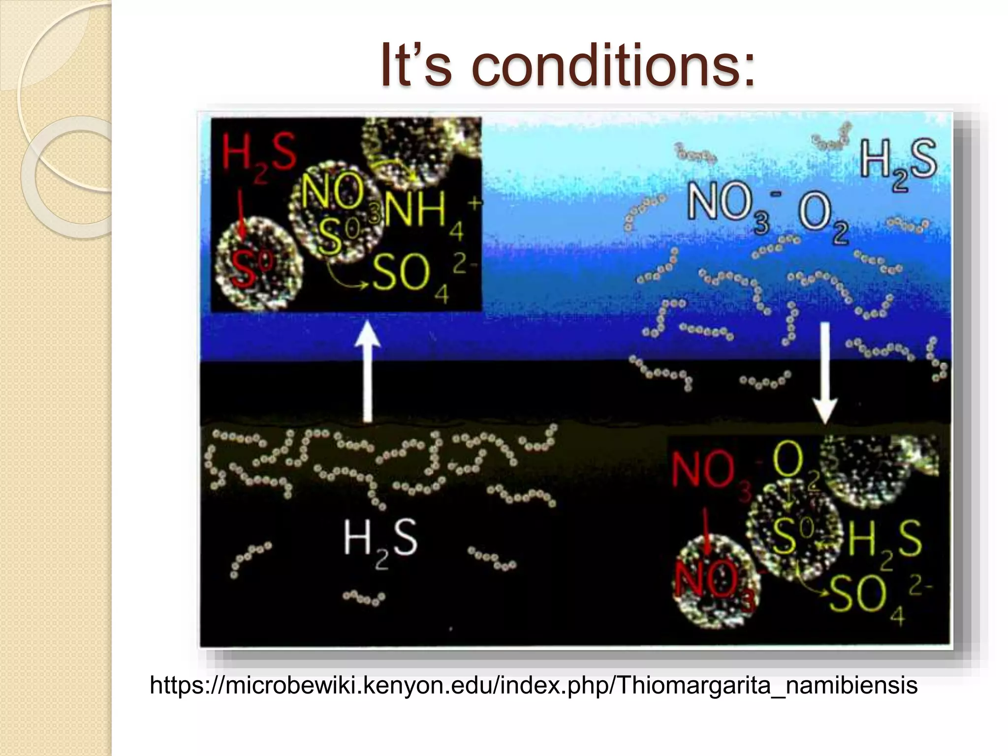 Microbial Adaptation To Water Environments | PPTX