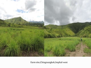 Farm site,Chingnungkok,Imphal-west
 