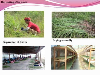 Drying naturally
Separation of leaves
Harvesting of tea leaves:
 