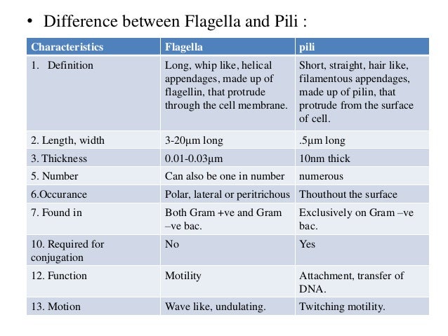 CLASSIFICATION OF BACTERIA & IT’S STRUCTURE