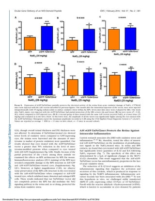 S2A), though overall retinal thickness and INL thickness were
not affected. To determine if TatNrf2mer-treated eye showed
lower levels of oxidative stress compared to GFP-expressing
eyes, the retinas were harvested and the amounts of nitro-
tyrosine (a marker of protein oxidation) were quantiﬁed. Our
results showed that eyes treated with the sGFP-TatNrf2mer
vector a greater than 50% reduction in the level of nitro-
tyrosine-modiﬁed proteins when compared to eyes treated
with AAV-GFP (Supplementary Fig. S2B). Finally, because of the
partial protection of the c-wave among these animals we
examined the effects on RPE architecture by RPE ﬂat mount.
Immunoﬂuorescence analyses (ZO-1 staining) of the RPE layer
revealed comparable damage to the RPE structure in AAV-GFP
and AAV-sGFP-TatNrf2mer–treated eyes (Supplementary Fig.
S2C). However, at higher magniﬁcation (320), we observe
some preservation of the RPE cells structure in the eyes treated
with the AAV-sGFP-TatNrf2mer when compared to AAV-GFP
treated eyes, which exhibited many distorted and enlarged RPE
cells. These results indicated that our TatNrf2mer vector did
not completely protect the RPE but did modulate the Nrf2
signaling pathway in the retina and, in so doing, protected the
retina from oxidative stress.
AAV-sGFP-TatNrf2mer Protects the Retina Against
Intraocular Inﬂammation
Current research associates dry-AMD with oxidative stress and
inﬂammation.45–48
We, therefore, tested the effect of intravit-
real AAV-sGFP-TatNrf2mer on the modulation of proinﬂamma-
tory signals in the NaIO3-treated mice. In retina and RPE
extracts, we found that eyes treated with AAV-sGFP-TatNrf2mer
had signiﬁcantly lower quantities of IL-1b and IL-6 following
NaIO3 exposure (Fig. 7). The speciﬁcity of this effect was
demonstrated by a lack of signiﬁcant changes in the MCP-1
(Ccl2) chemokine. This result suggested that the AAV-sGFP-
TatNrf2mer vector has anti-inﬂammatory properties in the face
of acute oxidative stress.
The reduction of IL-1b level suggests an inhibition of the
inﬂammasome signaling that regulates the activation and
secretion of this cytokine, which is produced in response to
signaling by the NLRP3 inﬂammasome. Inﬂammasome acti-
vation recently has been associated with dry-AMD.49 To test
this hypothesis in vitro, we challenged stably transfected
ARPE-19 cells expressing either LV-Puro or LV-TatNrf2mer-
PuroR with the reactive aldehyde 4-hydroxynonenal (4-HNE),
which is known to accumulate in eyes donated by patients
FIGURE 6. Expression of sGFP-TatNrf2mer partially protects the electrical activity of the retina from acute oxidative damage of NaIO3. C57BL/6J
mice were injected with the AAV vectors described in previous ﬁgures. One month after the intravitreal injection of the vector, mice were injected
intraperitoneally with 35 mg/kg sodium iodate to induce oxidative stress within the RPE. Seven days later mice were evaluated by ERG. One week
after NaIO3 injury, eyes injected with the sGFP-TatNrf2mer had partial protection of the ERG a-wave (A) and b-wave (B) but not c-wave (P ¼ 0.20;
[C]), when compared to GFP injected eyes. (D–F) A second group of mice treated with the same AAV vectors received NaIO3 at a lower dose (25
mg/kg) and evaluated as in the ﬁrst cohort. At this lower dose, the amplitude of all the waves was signiﬁcantly higher among the eyes treated with
the sGFP-TatNrf2mer. Histograms report the maximum amplitudes recorded at 0 dB using the UTAS BigShot Visual Diagnostic System (2.7 cd.s/m2).
Values are reported as average 6 SEM (n ¼ 11 mice in ﬁrst cohort, n ¼ 9 mice in second cohort).
Ocular Gene Delivery of an Nrf2-Derived Peptide IOVS j February 2016 j Vol. 57 j No. 2 j 381
Downloaded From: http://iovs.arvojournals.org/pdfaccess.ashx?url=/data/Journals/IOVS/934916/ on 07/01/2016
 