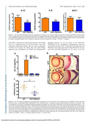 with AMD.11 Treatment of control cells (LV-Puro) with 4-HNE
led to a 12-fold increase in IL-1b secretion, but cells
expressing TatNrf2mer peptide did not secrete signiﬁcant
amounts of IL-1b into the media (Fig. 8A). This ﬁnding
suggested that TatNrf2mer can inhibit the inﬂammasome
signaling pathway. To test the effect of the AAV-sGFP-
TatNrf2mer on the recruitment of inﬂammatory cells, we
used the EIU mouse model50
as described in the Materials and
Methods section. Mice were treated with AAV-GFP in one eye
and with AAV-sGFP-TatNrf2mer in the other, as in the
FIGURE 8. The secretable TatNrf2mer has anti-inﬂammatory properties in a mouse model of ocular inﬂammation. (A) ARPE-19 stably expressing
PuroR (Vector) or TatNrf2mer-PuroR (TatNrf2mer) were incubated with or without 30 lM 4-hydroxynonenal (4-HNE) for 18 hours. The
concentration of IL-1b in the conditioned media was quantiﬁed in triplicate by ELISA. (B) C57BL/6J mice were injected intravitreally with 3 3 109
vgc of AAV vector delivering either GFP or sGFP-TatNrf2mer (TatNrf2mer). One month later mice were injected intravitreally with 25 ng LPS and
then were euthanized 24 hours later. Their eyes were harvested and analyzed by histology. Representative images of hematoxylin and eosin–stained
sections of eyes injected with either GFP (top) or TatNrf2mer vectors are shown (bottom). (C) The number of cells within the vitreous of at least
two sections per eye were quantiﬁed by two independent subjects who were not aware of the treatments. Eyes injected with the TatNrf2mer AAV
vector had signiﬁcantly lower numbers of inﬁltrating cells within the vitreous body than the eyes injected with the GFP AAV vector. Values are
reported as average 6 SEM (n ¼ 2 biologic replicates in [A], n ¼ 5 mice in [C]).
FIGURE 7. The secretable TatNrf2mer decreases inﬂammatory cytokines in the retinas of NaIO3 treated mice. Retinas and RPE from mice treated
with 25 mg/kg NaIO3 were harvested and sonicated in PBS supplemented with protease inhibitors. The protein concentration in the cleared lysate
was determined and diluted to 400 ng/mL protein. The concentration of IL-1b, IL-6, and MCP-1 were determined by ELISA using 10 lg total protein
per sample. Biological samples were evaluated in triplicates. Values are reported as average 6 SEM (n ¼ 7 samples).
Ocular Gene Delivery of an Nrf2-Derived Peptide IOVS j February 2016 j Vol. 57 j No. 2 j 382
Downloaded From: http://iovs.arvojournals.org/pdfaccess.ashx?url=/data/Journals/IOVS/934916/ on 07/01/2016
 