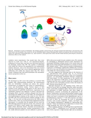 oxidative stress experiments. One month later, they were
injected in both eyes with E. coli lipopolysaccharide,
euthanized 24 hours later, and their eyes harvested and ﬁxed
for histologic analysis (Fig. 8B). The number of inﬁltrating
cells within the vitreous was quantiﬁed by two independent
masked observers, and it was determined that eyes treated
with the TatNrf2mer AAV vector showed signiﬁcantly fewer
inﬁltrating cells within the vitreous body (Fig. 8C). These
results conﬁrmed that AAV-sGFP-TatNrf2mer has anti-inﬂam-
matory properties in the eye.
DISCUSSION
We developed an AAV vector that produces a secreted Nrf2
peptide with cell-penetrating properties. We demonstrated
that our TatNrf2mer construct can induce the nuclear
translocation of endogenous Nrf2 based on immunoﬂuores-
cence and biochemical studies. Nuclear import of Nrf2
resulted in the expression of ARE genes in vitro and in vivo
when measured by qRT-PCR. Furthermore, expression of our
TatNrf2mer sequence was sufﬁcient to protect cells from the
damaging effects of potent oxidants, paraquat and H2O2 (by
measuring cell viability in vitro) and NaIO3 (by measuring the
electrophysiological response of the retina in vivo). We note
that RPE cells were protected from oxidative damage in vitro
(Figs. 1, 3C), but were not fully protected in the NaIO3 injury
model in mice. There are several potential explanations for this
discrepancy. It is possible that the peptide did not reach the
RPE following intravitreal injection of the virus. However, this
protein (2.95 kDal) is much smaller than ranibizumab (48.3
kDal) which effectively blocks choroidal neovascularization
following intravitreal injection. Another interpretation is that
the virally delivered peptide was not sufﬁcient to protect the
RPE in this severe model of acute oxidative stress. We currently
are attempting to distinguish between these alternatives by
measuring TatNrf2mer protein levels in the neural retina and
RPE and by testing AAV-sGFP-TatNrf2mer in a model of chronic
RPE oxidative stress.51
When tested in models of inﬂammation,
expression of TatNrf2mer signiﬁcantly inhibited the secretion
of IL-1b in vitro and LPS-induced recruitment of inﬂammatory
cells within the vitreous humor of mice.
Our data suggested the following steps in the function of
our AAV-delivered Nrf2 peptide (Fig. 9): (1) Secreted
TatNrf2mer penetrates nearby cells by virtue of its Tat-peptide
sequence, (2) intracellular TatNrf2mer liberates endogenous
Nrf2 from Keap1, (3) Nrf2 translocates to the nucleus and
induces the expression of ARE genes, (4) these ARE genes are
translated into the active enzymes within the cytoplasm of the
cells, and (5) active antioxidant enzymes reduce the burden of
ROS, thereby protecting the cells.
Although important for cell signaling events, when pro-
duced in excess, ROS can damage otherwise stable macromol-
ecules, particularly membrane lipids. This process can lead to
the generation of DAMP molecules that often trigger an
inﬂammatory response accelerating the progression of the
disease. Furthermore, increased mitochondrial oxidative stress
can be sensed by the thioredoxin interacting protein (TXNIP)
which can lead to activation of the inﬂammasome and to a
proinﬂammatory response.52–54
The Nrf2 response can reduce
the level of ROS, by increasing the level of antioxidant
enzymes, such as heme oxygenase, catalase, and NqO1, and
it can dampen inﬂammatory signaling by regenerating thio-
redoxin.55
These mechanisms are of importance in tissues with
a high metabolic rate, such as the retina.
Photo-oxidative damage to the RPE has been experimentally
linked to AMD.56,57
Brandstetter et al.58
provided an explana-
tion of how exposure to high intensity light and accumulation
FIGURE 9. Mechanism of action of TatNrf2mer. The Nrf2mer peptide is derived from the Nrf2 gene domain that binds Keap-1 and penetrates cells
when fused to the Tat peptide. Once inside the cell, the TatNrf2mer binds to Keap-1 liberating Nrf2, which can translocate into the nucleus where it
induces the expression of antioxidant genes (e.g., NqO1 and HO-1). These genes then reduce the ROS within therefore protecting the cell from the
deleterious effects of free radicals.
Ocular Gene Delivery of an Nrf2-Derived Peptide IOVS j February 2016 j Vol. 57 j No. 2 j 383
Downloaded From: http://iovs.arvojournals.org/pdfaccess.ashx?url=/data/Journals/IOVS/934916/ on 07/01/2016
 