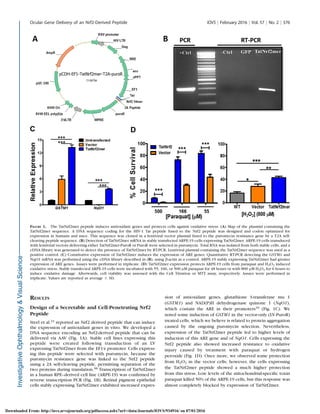 RESULTS
Design of a Secretable and Cell-Penetrating Nrf2
Peptide
Steel et al.23
reported an Nrf2 derived peptide that can induce
the expression of antioxidant genes in vitro. We developed a
DNA sequence encoding an Nrf2-derived peptide that can be
delivered via AAV (Fig. 1A). Stable cell lines expressing this
peptide were created following transduction of an LV
expressing TatNrf2mer from the EF1a promoter. Cells express-
ing this peptide were selected with puromycin, because the
puromycin resistance gene was linked to the Nrf2 peptide
using a 2A self-cleaving peptide, permitting separation of the
two proteins during translation.38 Transcription of TatNrf2mer
in a human RPE–derived cell line (ARPE-19) was conﬁrmed by
reverse transcription PCR (Fig. 1B). Retinal pigment epithelial
cells stably expressing TatNrf2mer exhibited increased expres-
sion of antioxidant genes, glutathione S-transferase mu 1
(GSTM1) and NAD(P)H dehydrogenase quinone 1 (NqO1),
which contain the ARE in their promoters39
(Fig. 1C). We
noted some induction of GSTM1 in the vector-only (LV-PuroR)
treated cells, which we believe is related to protein aggregation
caused by the ongoing puromycin selection. Nevertheless,
expression of the TatNrf2mer peptide led to higher levels of
induction of this ARE gene and of NqO1. Cells expressing the
Nrf2 peptide also showed increased resistance to oxidative
injury caused by treatment with paraquat or hydrogen
peroxide (Fig. 1D). Once more, we observed some protection
from H2O2 in the vector cells; however, the cells expressing
the TatNrf2mer peptide showed a much higher protection
from this stress. Low levels of the mitochondrial-speciﬁc toxin
paraquat killed 50% of the ARPE-19 cells, but this response was
almost completely blocked by expression of TatNrf2mer.
FIGURE 1. The TatNrf2mer peptide induces antioxidant genes and protects cells against oxidative stress. (A) Map of the plasmid containing the
TatNrf2mer sequence. A DNA sequence coding for the HIV-1 Tat peptide fused to the Nrf2 peptide was designed and codon optimized for
expression in humans and mice. This sequence was cloned in a lentiviral vector plasmid fused to the puromycin resistance gene by a T2A self-
cleaving peptide sequence. (B) Detection of TatNrf2mer mRNA in stably transfected ARPE-19 cells expressing TatNrf2mer. ARPE-19 cells transduced
with lentiviral vectors delivering either TatNrf2mer-PuroR or PuroR were selected in puromycin. Total RNA was isolated from both stable cells, and a
cDNA library was generated to detect the presence of TatNrf2mer by RT-PCR. Lentiviral plasmid containing the TatNrf2mer sequence was used as a
positive control. (C) Constitutive expression of TatNrf2mer induces the expression of ARE genes. Quantitative RT-PCR detecting the GSTM1 and
NqO1 mRNA was performed using the cDNA library described in (B), using b-actin as a control. ARPE-19 stably expressing TatNrf2mer had greater
expression of ARE genes. Assays were performed in triplicate. (D) TatNrf2mer expression protects ARPE-19 cells from paraquat and H2O2 induced
oxidative stress. Stably transfected ARPE-19 cells were incubated with 55, 166, or 500 lM paraquat for 48 hours or with 800 lM H2O2 for 6 hours to
induce oxidative damage. Afterwards, cell viability was assessed with the Cell Titration or MTT assay, respectively. Assays were performed in
triplicate. Values are reported as average 6 SD.
Ocular Gene Delivery of an Nrf2-Derived Peptide IOVS j February 2016 j Vol. 57 j No. 2 j 376
Downloaded From: http://iovs.arvojournals.org/pdfaccess.ashx?url=/data/Journals/IOVS/934916/ on 07/01/2016
 