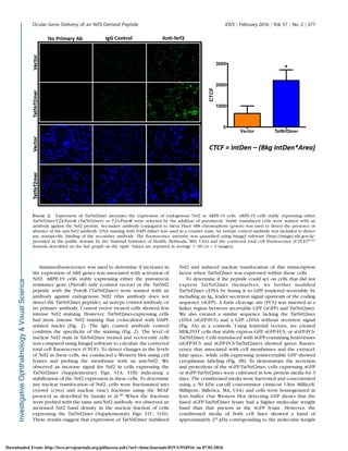 Immunoﬂuorescence was used to determine if increases in
the expression of ARE genes was associated with activation of
Nrf2. ARPE-19 cells stably expressing either the puromycin
resistance gene (PuroR) only (control vector) or the TatNrf2
peptide with the PuroR (TatNrf2mer) were stained with an
antibody against endogenous Nrf2 (this antibody does not
detect the TatNrf2mer peptide), an isotype control antibody, or
no primary antibody. Control vector treated cells showed less
intense Nrf2 staining. However, TatNrf2mer-expressing cells
had more intense Nrf2 staining that co-localized with DAPI-
stained nuclei (Fig. 2). The IgG control antibody control
conﬁrms the speciﬁcity of the staining (Fig. 2). The level of
nuclear Nrf2 stain in TatNrf2mer treated and vector-only cells
was compared using ImageJ software to calculate the corrected
total cell ﬂuorescence (CTCF). To detect changes in the levels
of Nrf2 in these cells, we conducted a Western blot using cell
lysates and probing the membrane with an anti-Nrf2. We
observed an increase signal for Nrf2 in cells expressing the
TatNrf2mer (Supplementary Figs. S1A, S1B) indicating a
stabilization of the Nrf2 expression in these cells. To determine
any nuclear translocation of Nrf2, cells were fractionated into
cytosol (cyto) and nuclear (nuc) fractions using the REAP
protocol as described by Suzuki et al.40
When the fractions
were probed with the same anti-Nrf2 antibody, we observed an
increased Nrf2 band density in the nuclear fraction of cells
expressing the TatNrf2mer (Supplementary Figs. S1C, S1D).
These results suggest that expression of TatNrf2mer stabilized
Nrf2 and induced nuclear translocation of this transcription
factor when TatNrf2mer was expressed within those cells.
To determine if the peptide could act on cells that did not
express TatNrf2mer themselves, we further modiﬁed
TatNrf2mer cDNA by fusing it to GFP rendered secretable by
including an Igj leader secretion signal upstream of the coding
sequence (sGFP). A furin cleavage site (FCS) was inserted as a
linker region between secretable GFP (sGFP) and TatNrf2mer.
We also created a similar sequence lacking the TatNrf2mer
cDNA (sGFP-FCS) and a GFP cDNA without secretion signal
(Fig. 3A) as a controls. Using lentiviral vectors, we created
HEK293T cells that stably express GFP, sGFP-FCS, or sGFP-FCS-
TatNrf2mer. Cells transduced with sGFP-containing lentiviruses
(sGFP-FCS and sGFP-FCS-TatNrf2mer) showed green ﬂuores-
cence that associated with cell membranes and the extracel-
lular space, while cells expressing nonsecretable GFP showed
cytoplasmic labeling (Fig. 3B). To demonstrate the secretion
and proteolysis of the sGFP-TatNrf2mer, cells expressing sGFP
or sGFP-TatNrf2mer were cultivated in low protein media for 3
days. The conditioned media were harvested and concentrated
using a 50 kDa cut-off concentrator (Amicon Ultra Millicell;
Millipore, Billerica, MA, USA) and cells were homogenized in
lysis buffer. Our Western blot detecting GFP shows that the
fused sGFP-TatNrf2mer lysate had a higher molecular weight
band than that present in the sGFP lysate. However, the
conditioned media of both cell lines showed a band of
approximately 27 kDa corresponding to the molecular weight
FIGURE 2. Expression of TatNrf2mer increases the expression of endogenous Nrf2 in ARPE-19 cells. ARPE-19 cells stably expressing either
TatNrf2mer-T2A-PuroR (TatNrf2mer) or T2A-PuroR were selected by the addition of puromycin. Stably transduced cells were stained with an
antibody against the Nrf2 protein. Secondary antibody conjugated to Alexa Fluor 488 chromophore (green) was used to detect the presence or
absence of the anti-Nrf2 antibody. DNA staining with DAPI (blue) was used as a counter stain. An isotype control antibody was included to detect
any nonspeciﬁc binding of the secondary antibody. The ﬂuorescence intensity was quantiﬁed using ImageJ software (http://imagej.nih.gov/ij/;
provided in the public domain by the National Institutes of Health, Bethesda, MD, USA) and the corrected total cell ﬂuorescence (CTCF)63,64
formula described on the bar graph on the right. Values are reported as average 6 SD (n ¼ 3 images).
Ocular Gene Delivery of an Nrf2-Derived Peptide IOVS j February 2016 j Vol. 57 j No. 2 j 377
Downloaded From: http://iovs.arvojournals.org/pdfaccess.ashx?url=/data/Journals/IOVS/934916/ on 07/01/2016
 