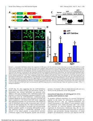 of GFP (Fig. 3C), thus suggesting that the sGFP-TatNrf2mer
fusion protein is being secreted and proteolyzed. Finally, to
demonstrate that released TatNrf2mer can penetrate cells,
ARPE-19 cells were incubated with conditioned media from
sGFP-FCS or sGFP-FCS-TatNrf2mer transduced HEK293T cells.
Cells treated with the sGFP-TatNrf2mer conditioned media
exhibited signiﬁcant increases in the expression of GSTM1 and
NqO1 compared to cell treated with sGFP alone, suggesting
that Nrf2-derived peptide was secreted from cells transduced
with LV-TatNrf2mer and was able to penetrate na¨ıve cells and
activate the Nrf2 signaling (Fig. 3D). These results demonstrat-
ed that we have developed a secretable and cell penetrating
Nrf2mer peptide capable of activating ARE-regulated genes.
This approach provides a considerable advantage to the
delivery of the naked peptide, as gene-delivery provides
continuous supply of the therapeutic peptide and secretion
permits a ‘‘by-stander’’ effect in which infected cells serve as a
factory for the production of the Nrf2 peptide.
Intravitreal Injection of AAV2(quad Y-FþT-V)-
smCBA-sGFP-TatNrf2 Is Safe
To promote sustained expression of a secreted Nrf2-derived
peptide in the retina, we delivered it intravitreally via
AAV(quad Y-FþT-V)31
(Fig. 4A). sGFP-FCS-TatNrf2mer was
cloned downstream of the chicken b actin promoter which
is constitutively active within all retinal cells.41 One month
after injection we observed diffused AAV-mediated GFP
expression by ﬂuorescence funduscopy (Fig. 4B). In eyes
injected with virus expressing nonsecreted GFP, we observed
punctate and perivascular staining characteristic of retinal
ganglion cell transduction. However, eyes injected with the
FIGURE 3. A secretable TatNrf2mer induces the expression of ARE genes. (A) Two lentiviral vectors delivering a secretable GFP (sGFP) or a sGFP
fused to the TatNrf2mer by a furin cleavage site (FCS) were designed. Both constructs were cloned in-frame with the 2A-puroR sequence of the
lentiviral vector to generate fusion proteins. Plasmids were packaged as lentiviral vector particles. (B) Distribution of GFP and sGFP-TatNrf2mer in
stably transfected HEK293T cells. HEK293T cells were transduced with lentiviral vectors delivering either GFP, sGFP, or sGFP-TatNrf2mer and were
selected in the presence of puromycin. The expression of GFP was evaluated by ﬂuorescence microscopy. The sGFP and sGFP-TatNrf2mer had a
different pattern of cellular distribution than the GFP expressing cells. DAPI staining was performed as a counter stain. (C) Stable cells were grown
in low protein medium for 3 days. The conditioned media were collected and cells were lysed. The presence of GFP fused molecules was
determined by Western blot using antibody to GFP. Although the sGFP-TatNrf2mer fused protein is detected in the lysate, the only band detected in
the medium corresponds to cleaved GFP, thus suggesting the secretion and cleavage of the sGFP-TatNrf2mer protein. (D) The conditioned media
from sGFP-TatNrf2mer increased the expression of two ARE genes in ARPE-19 cells. ARPE-19 cells were incubated with the 3-day conditioned media
of either sGFP or sGFP-TatNrf2mer for 18 hours. Total RNA was isolated from these cells and a cDNA library was generated. The relative expression
of the two ARE genes GSTM1 and NqO1 was measured by qRT-PCR using b-actin as a control transcript. Values are reported as average 6 SD (n ¼ 3
biological replicates).
Ocular Gene Delivery of an Nrf2-Derived Peptide IOVS j February 2016 j Vol. 57 j No. 2 j 378
Downloaded From: http://iovs.arvojournals.org/pdfaccess.ashx?url=/data/Journals/IOVS/934916/ on 07/01/2016
 