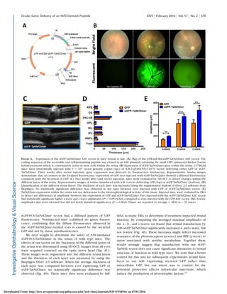 sGFP-FCS-TatNrf2mer vector had a diffused pattern of GFP
ﬂuorescence. Noninjected mice exhibited no green ﬂuores-
cence, conﬁrming that the diffuse ﬂuorescence observed in
the sGFP-TatNrf2mer–treated eyes is caused by the secreted
GFP and not by tissue autoﬂuorescence.
We next sought to determine the safety of AAV-mediated
sGFP-FCS-TatNrf2mer in the retina of wild type mice. The
effects of our vector on the thickness of the different layers of
the retina was determined using SD-OCT. Images from all eyes
were acquired centered on the optic nerve head (Fig. 4C).
These images were segmented into the different retina layers
and the thickness of each layer was measured by using the
Bioptigen Diver 2.0 software. When the average thickness of
each layer was compared between eyes expressing GFP or
sGFP-TatNrf2mer, no statistically signiﬁcant difference was
observed (Fig. 4D). These mice then were evaluated by full-
ﬁeld, scotopic ERG to determine if treatment impacted retinal
function. By comparing the averaged maximal amplitudes of
the a-, b-, and c-waves we found that retinal transduction by
AAV-sGFP-TatNrf2mer signiﬁcantly increased a- and c-wave, but
not b-wave (Fig. 4E). These increases might reﬂect increased
resistance of the photoreceptors (a-wave) and RPE (c-wave) to
stress associated with aerobic metabolism. Together these
results strongly suggest that transduction with our sGFP-
TatNrf2 vector does not cause signiﬁcant alterations to retinal
structure or function in wild type mice. We note that a better
control for this and for subsequent experiments would have
been to use AAV expressing secreted GFP rather than
intracellular GFP, but our intent was to control for the
potential protective effects intraocular injections, which
induce the production of neurotrophic factors.42
FIGURE 4. Expression of the sGFP-TatNrf2mer AAV vector in mice retinas is safe. (A) Map of the pTR-smCBA-sGFP-TatNrf2mer AAV vector. The
coding sequence of the secretable and cell-penetrating peptide was cloned in an AAV plasmid containing the small CMV enhancer/chicken b-actin
hybrid promoter which is constitutively active in most cells within the retina. (B) Expression of sGFP-TatNrf2mer gene within the retina. C57BL/6J
mice were intravitreally injected with 3 3 109 vector genome copies (vgc) of AAV2-QUAD(Y-F)-T497V vector delivering either GFP or sGFP-
TatNrf2mer. Three weeks after vector injection, gene expression was detected by ﬂuorescence funduscopy. Representative fundus images
demonstrate that, in contrast to the localized ﬂuorescence expression of GFP, eyes injected with sGFP-TatNrf2mer showed a diffused ﬂuorescence
consistent with the secretion of GFP. (C) Two weeks after viral vector injection, mice were evaluated by SD-OCT to detect changes within the
different layers of the retina. Representative images of retinas transduced with AAV vectors delivering GFP (top) or sGFP-TatNrf2mer (bottom). (D)
Quantiﬁcation of the different retina layers. The thickness of each layer was measured using the segmentation analysis of Diver 2.0 software from
Bioptigen. No statistically signiﬁcant difference was observed in any layer between eyes injected with GFP or sGFP-TatNrf2mer vector. (E)
TatNrf2mer expression within the retina was not deleterious to the electrophysiological activity of the tissue. Injected mice were evaluated by ERG
to detect any differences in amplitude between the expression of GFP and sGFP-TatNrf2mer. Eyes injected with the sGFP-TatNrf2mer AAV vector
had statistically signiﬁcant higher a-wave and c-wave amplitudes (P < 0.05) when compared to eyes injected with the GFP AAV vector. ERG b-wave
amplitudes also were elevated but did not reach statistical signiﬁcance (P ¼ 0.062). Values are reported as average 6 SEM (n ¼ 10 mice).
Ocular Gene Delivery of an Nrf2-Derived Peptide IOVS j February 2016 j Vol. 57 j No. 2 j 379
Downloaded From: http://iovs.arvojournals.org/pdfaccess.ashx?url=/data/Journals/IOVS/934916/ on 07/01/2016
 