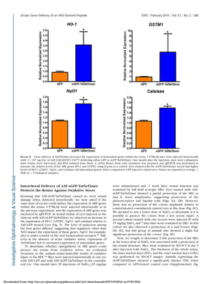 Intravitreal Delivery of AAV-sGFP-TatNrf2mer
Protects the Retina Against Oxidative Stress
Knowing that AAV-sGFP-TatNrf2mer caused no overt retinal
damage when delivered intravitreally, we next asked if the
same dose of vector could induce the expression of ARE genes
within the retina. C57BL/6J were injected intravitreally as in
the previous experiment, and the expression of ARE genes was
measured by qRT-PCR. In neural retinas of eyes injected in the
vitreous with AAV-sGFP-TatNrf2mer we observed an increase in
the expression of HO-1, GSTM1, NqO1, and catalase relative to
AAV-GFP treated eyes (Fig. 5). The level of induction among
the four genes differed, suggesting that regulators other than
Nrf2 impact the expression of these genes. NqO1, for example,
also is under control of the aryl hydrocarbon receptor.43 Still,
even in the absence of acute oxidative stress, expression of
TatNrf2mer led to increased expression of antioxidant genes.
To determine whether upregulation of ARE genes could
protect the retina from oxidative stress, we evaluated
treatment in the sodium iodate-inducible model of oxidative
injury to the RPE.44 Mice were injected intravitreally in one eye
with AAV-GFP and with AAV-sGFP-TatNrf2mer in the contralat-
eral eye. One month later, IP injections of NaIO3 (35 mg/kg)
were administered and, 1 week later, retinal function was
evaluated by full ﬁeld scotopic ERG. Eyes treated with AAV-
sGFP-TatNrf2mer showed a partial protection of the ERG a-
and b- wave amplitudes, suggesting protection of the
photoreceptors and bipolar cells (Figs. 6A, 6B). However,
there was no protection of the c-wave amplitude relative to
control-treated contralateral control eyes at this dose (Fig. 6C).
We decided to test a lower dose of NaIO3 to determine if it is
possible to protect the c-wave from a less severe injury. A
second cohort treated with our vectors were injected IP with
25 mg/kg NaIO3 and 7 days later were evaluated by ERG. In this
cohort we also observed a protection of a- and b-wave (Figs.
6D, 6E), but this group of animals also showed a slight but
signiﬁcant protection of the c-wave (Fig. 6F).
Next, we sought to determine if this protection of the ERG
at the lower dose of NaIO3 was associated with a protection of
the retinal structure. Mice were evaluated by SD-OCT at day 9
after injection with NaIO3. The thickness of the whole retina,
the inner nuclear layer (INL), and the outer nuclear layer (ONL)
was performed on SD-OCT images. Animals expressing the
sGFP-TatNrf2mer showed a signiﬁcantly thicker ONL when
compared to GFP-treated control eyes (Supplementary Fig.
FIGURE 5. Gene delivery of TatNrf2mer increases the expression of antioxidant genes within the retina. C57BL/6J mice were injected intravitreally
with 3 3 109 vgc/eye of AAV2-QUAD(Y-F) T497V delivering either GFP or sGFP-TatNrf2mer. One month after the injection, mice were euthanized,
their retinas were harvested, and RNA isolated from them. A cDNA library from each treatment was prepared and qRT-PCR was performed to
measure the relative levels of the ARE genes HO-1 and GSTM1 using b-actin as a control. Eyes treated with the sGFP-TatNrf2mer vector had higher
levels of HO-1, GSMT1, NqO1, and Catalase (all antioxidant genes) when compared to GFP injected control eyes. Values are reported as average 6
SEM (n ¼ 5 biological samples).
Ocular Gene Delivery of an Nrf2-Derived Peptide IOVS j February 2016 j Vol. 57 j No. 2 j 380
Downloaded From: http://iovs.arvojournals.org/pdfaccess.ashx?url=/data/Journals/IOVS/934916/ on 07/01/2016
 
