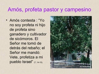 Amós, profeta pastor y campesino
• Amós contesta : “Yo
no soy profeta ni hijo
de profeta sino
ganadero y cultivador
de sicómoros. El
Señor me tomó de
detrás del rebaño; el
Señor me mandó:
Vete, profetiza a mi
pueblo Israel” (7, 14-15).
 