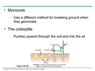 angiosperm reproduction and biotechnology | PPT
