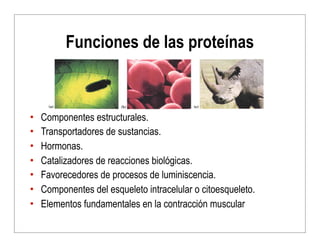 Funciones de las proteínas
• Componentes estructurales.
• Transportadores de sustancias.
• Hormonas.
• Catalizadores de re...