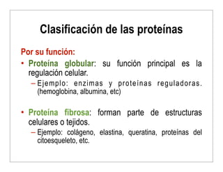 Clasificación de las proteínas
Por su función:
• Proteína globular: su función principal es la
regulación celular.
– Ejemp...