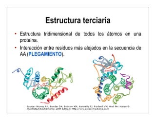 Estructura terciaria
• Estructura tridimensional de todos los átomos en una
proteína.
• Interacción entre residuos más ale...