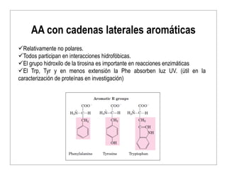 AA con cadenas laterales aromáticas
üRelativamente no polares.
üTodos participan en interacciones hidrofóbicas.
üEl gru...