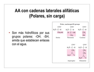 • Son más hidrofílicos por sus
grupos polares: -OH, -SH,
amida que establecen enlaces
con el agua.
AA con cadenas laterale...