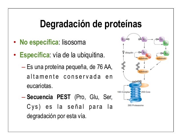5 aa y proteínas
