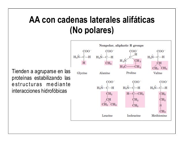 aminoacidos con cadenas alifaticas 5 aa y prote 237 nas aminoacidos con cadenas alifaticas 5 aa y prote 237 nas
