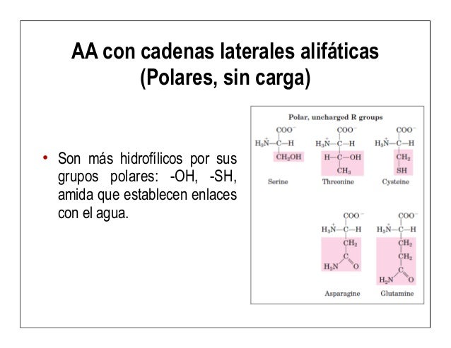 aminoacidos con cadenas alifaticas 5 aa y prote 237 nas aminoacidos con cadenas alifaticas 5 aa y prote 237 nas